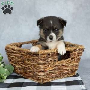 Katie, Pembroke Welsh Corgi Puppy